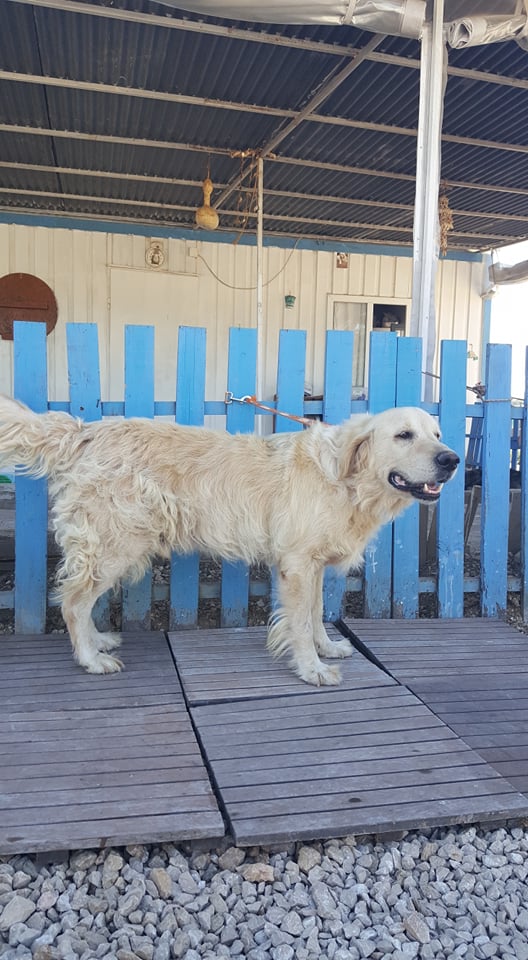 Timber  